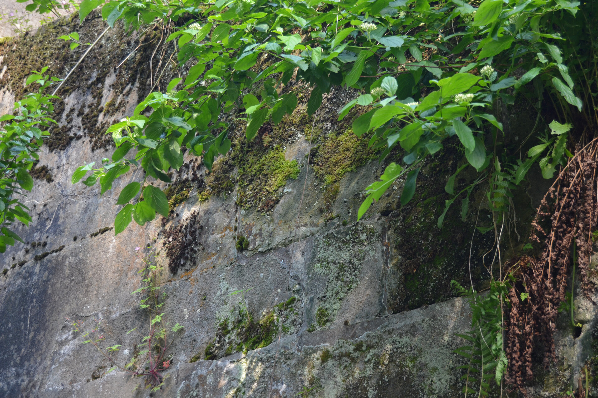 Plants are growing alongside the stone wall of the Schiefe Ebene